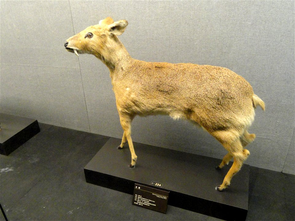 Taxidermy exhibit in the Kunming Natural History Museum of Zoology (昆明动物博物馆), Kunming, Yunnan, China.