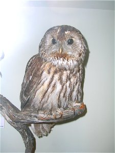 Strix aluco from Bergen museum