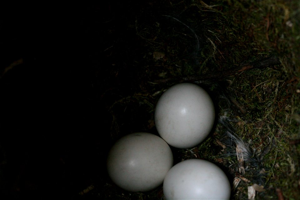tre kattuggleägg i holk