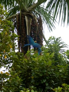 Guacamaya de la especie ara ararauna en su hábitat natural cerca a Puerto Nariño, Colombia