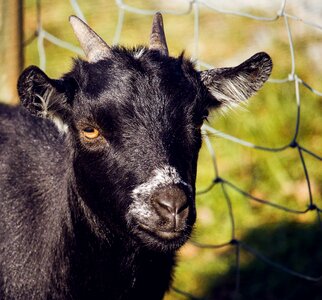 Animal world farm horned