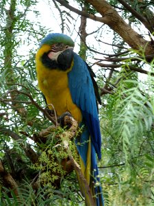 A Blue-and-yellow Macaw Ara ararauna photo