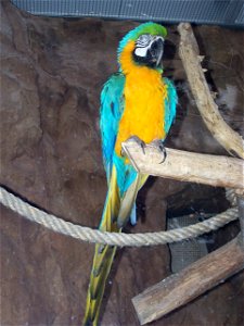 Papuga ara ararauna photo