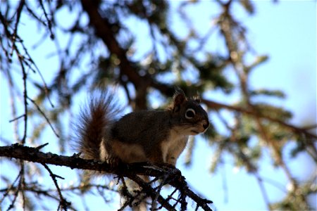 Red Squirrel photo