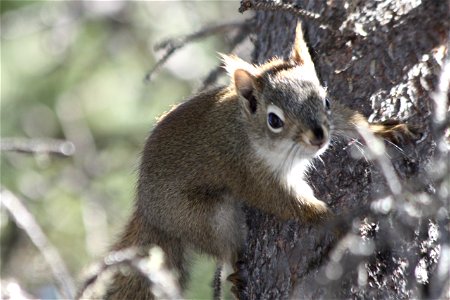 Red Squirrel
