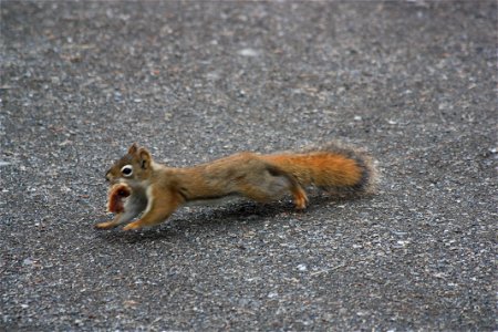 Red Squirrel Mealtime