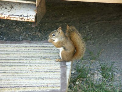 Image title: Mount Graham red squirrel tamiasciurus hudsonicus grahamensis
Image from Public domain images website, http://www.public-domain-image.com/full-image/fauna-animals-public-domain-images-pic