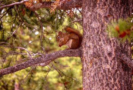 Red squirrel photo