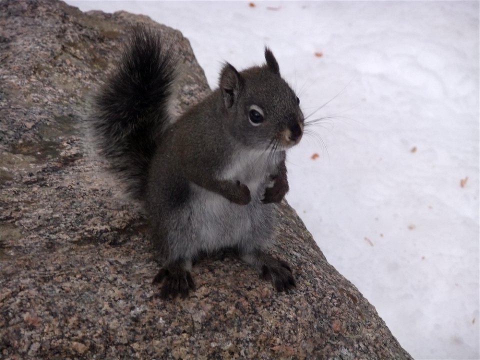 A very curious and photogenic mammal. Location: Rocky Mountain National Park
Credit: Amanda Horvath / USFWS

Photo Contest Entry #158