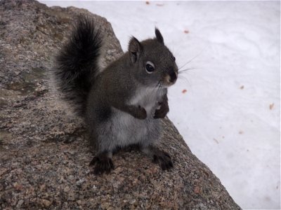 A very curious and photogenic mammal. Location: Rocky Mountain National Park
Credit: Amanda Horvath / USFWS

Photo Contest Entry #158