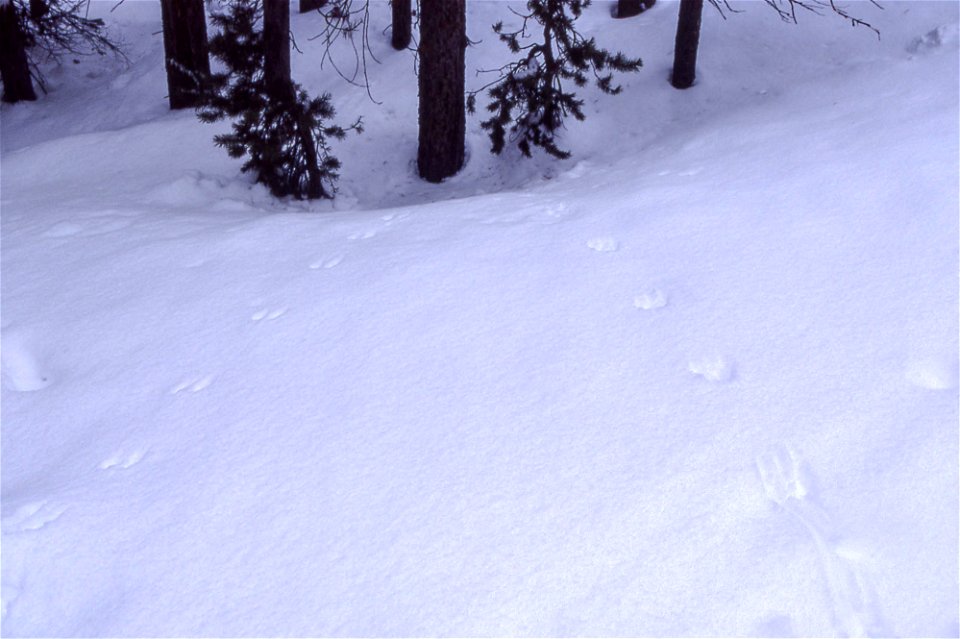 Red squirrel tracks in snow