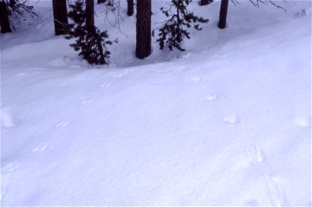 Red squirrel tracks in snow