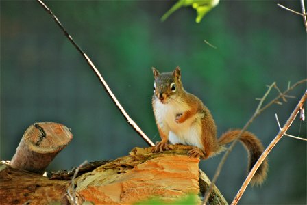 Image of a squirrel taken at Lake Cecebe in the Magnetawan, Ontario.