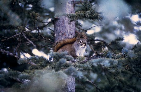 American Red Squirrel, Tamiasciurus hudsonicus

 Gemeines Rothörnchen