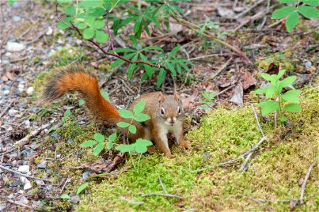 Red Squirrel