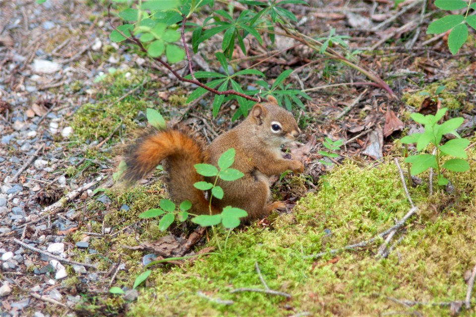 Red Squirrel