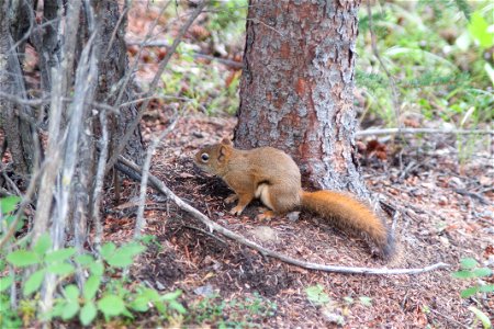 Red Squirrel