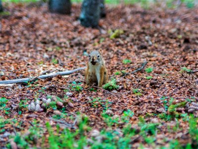 Red Squirrel