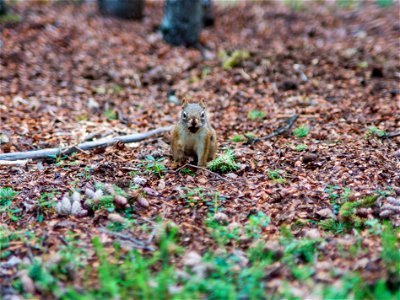 Red Squirrel