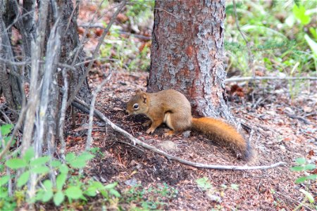 Red Squirrel