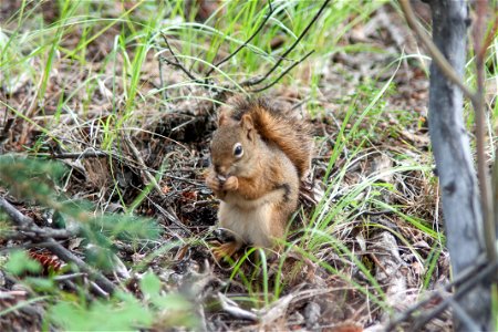 Red Squirrel