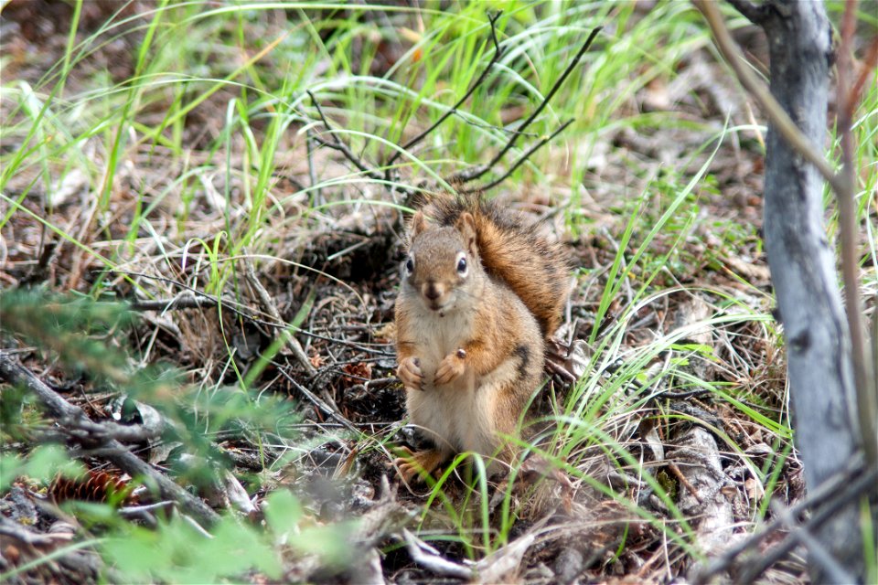 Red Squirrel