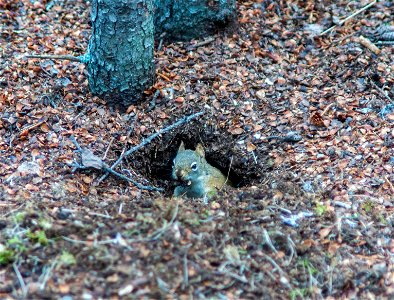 Red Squirrel photo