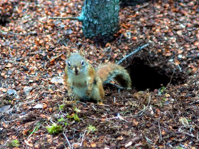 Red Squirrel photo