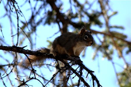 Red Squirrel photo