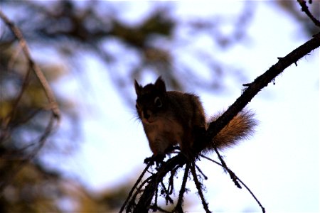 Red Squirrel photo