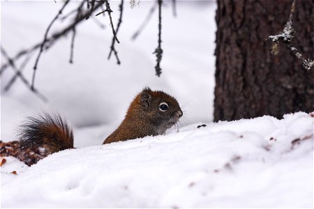 Squirrel in Snow
