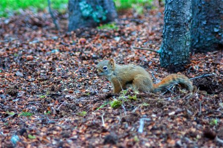 Red Squirrel photo