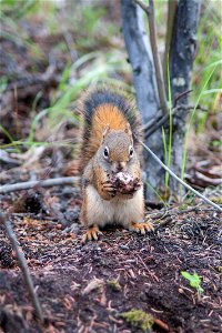 Red Squirrel photo