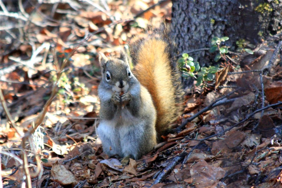 Red Squirrel Snacking
