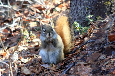 Red Squirrel Snacking photo