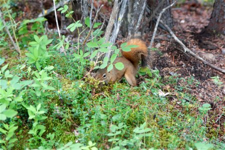 Red Squirrel