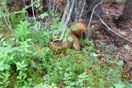 Red Squirrel photo