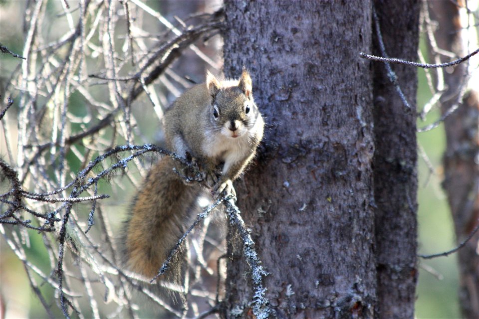 Curious Red Squirrel