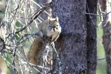 Curious Red Squirrel