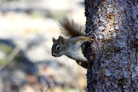 Red Squirrel