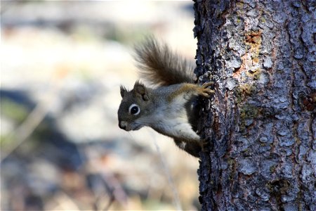 Red Squirrel photo