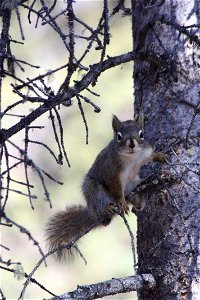 Red Squirrel photo