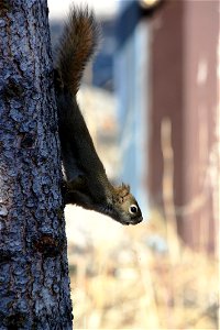 Red Squirrel photo