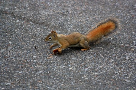 Red Squirrel photo