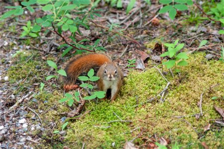 Red Squirrel