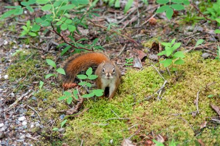 Red Squirrel photo