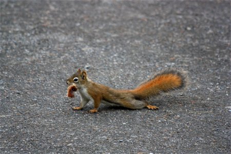 Red Squirrel photo