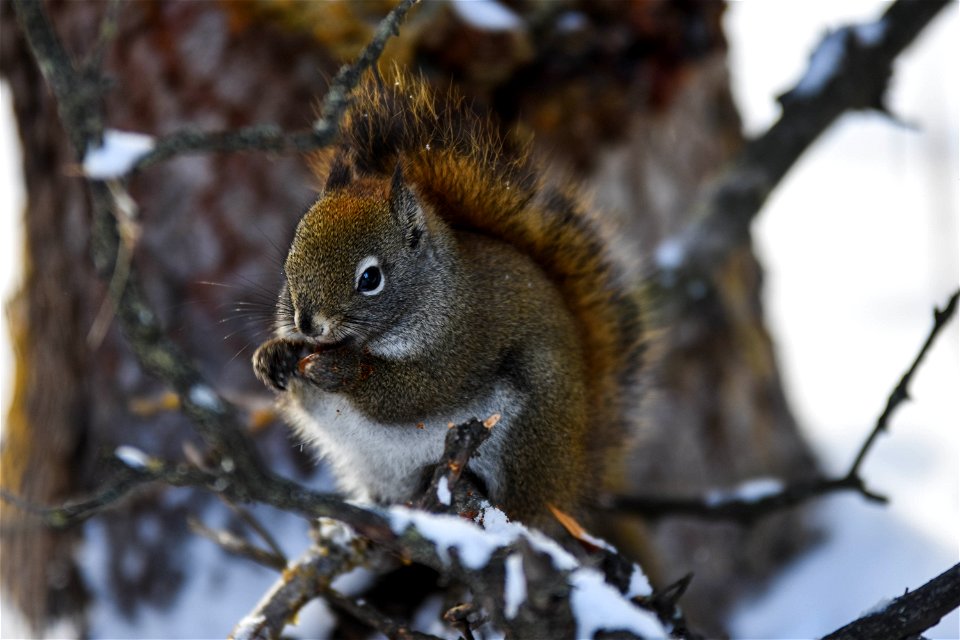 Red Squirrel in Winter