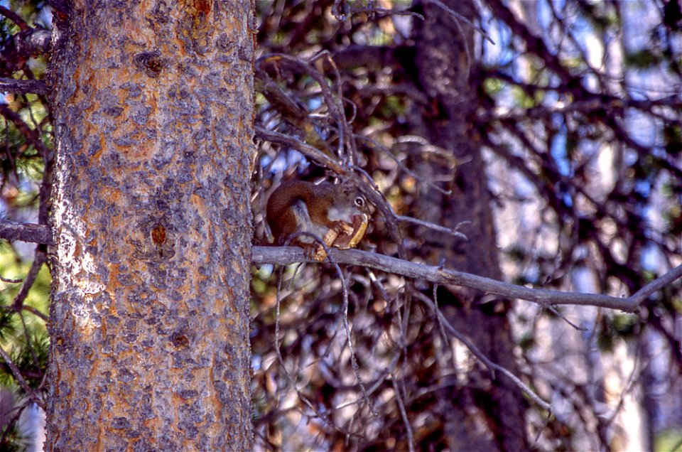 Red squirrel eating a mushroom