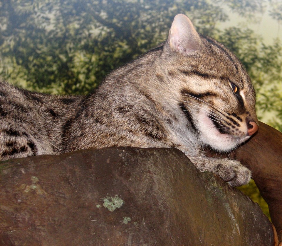 Fishing cat (Prionailurus viverrinus) at Cincinnati Zoo